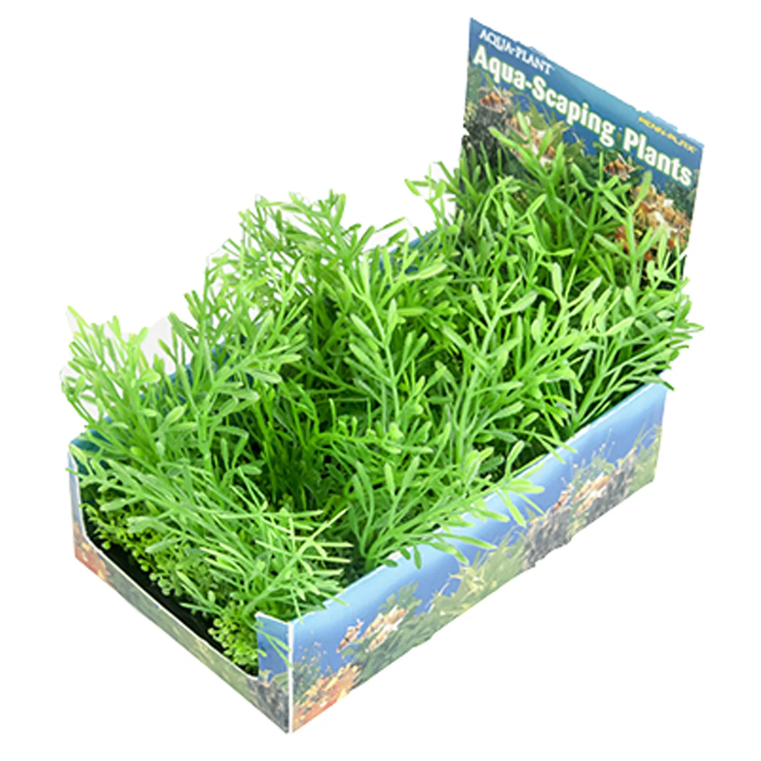 DISPLAY PLANTAS LARGE 5 UDS WATERSPRITE