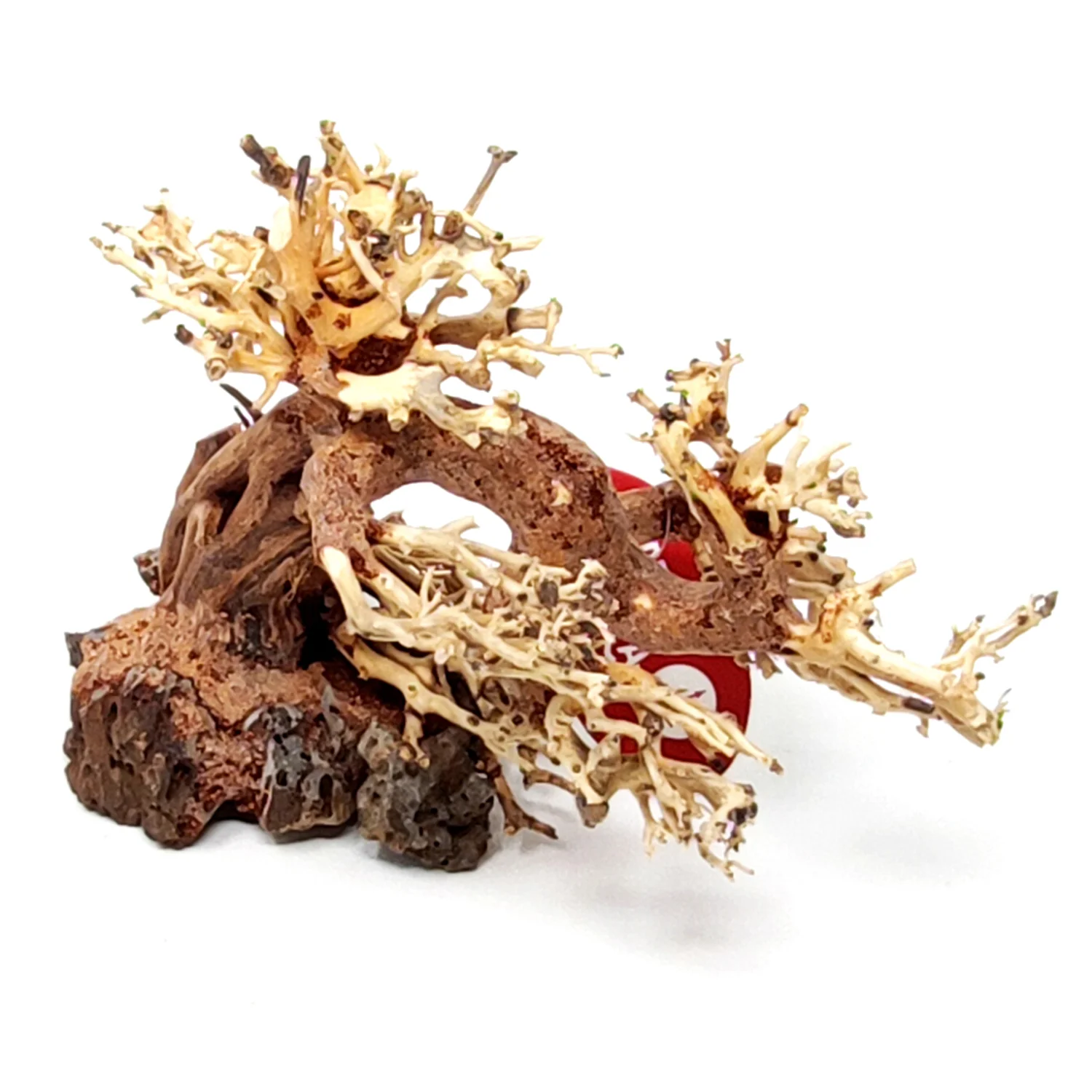 BONSAI 20X15X8