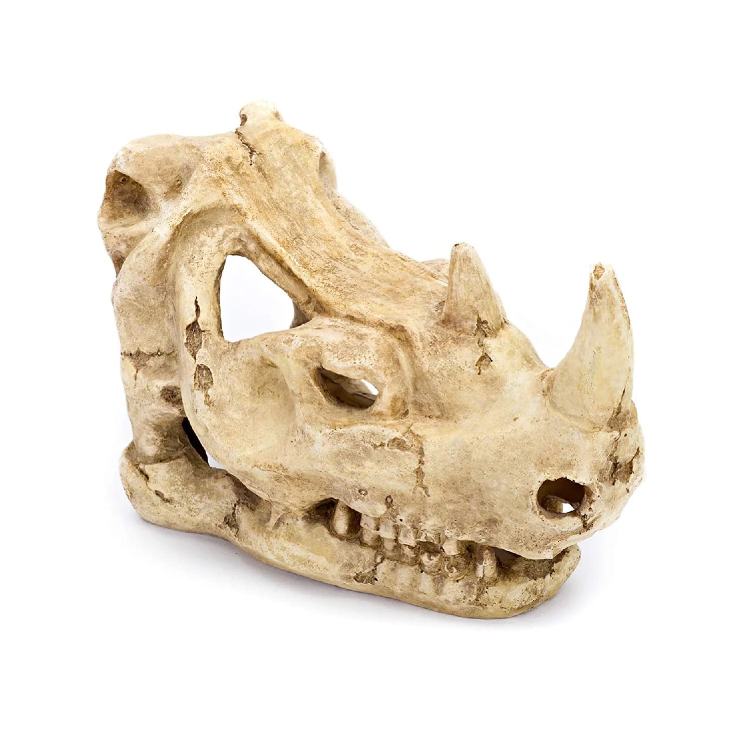 CALAVERA RINOCERONTE