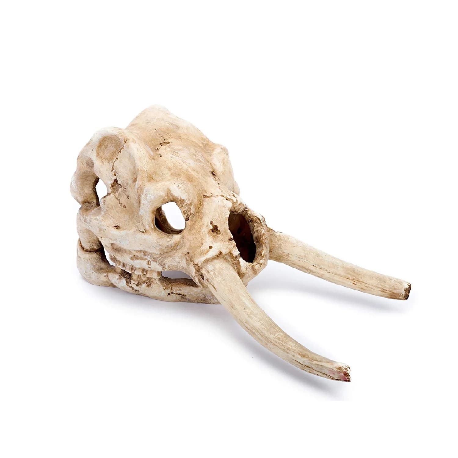 CALAVERA MAMUT
